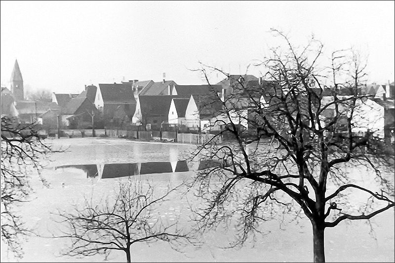 Das Hochwasser 1954 in Altrip - Aufnahme vom 20. Januar, die Gärten der Rheinstraße in Richtung Sportplatz