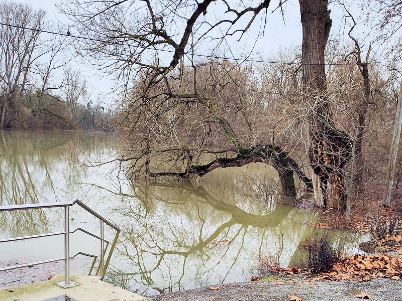 Hochwasser Altrip | 1. Februar 2021