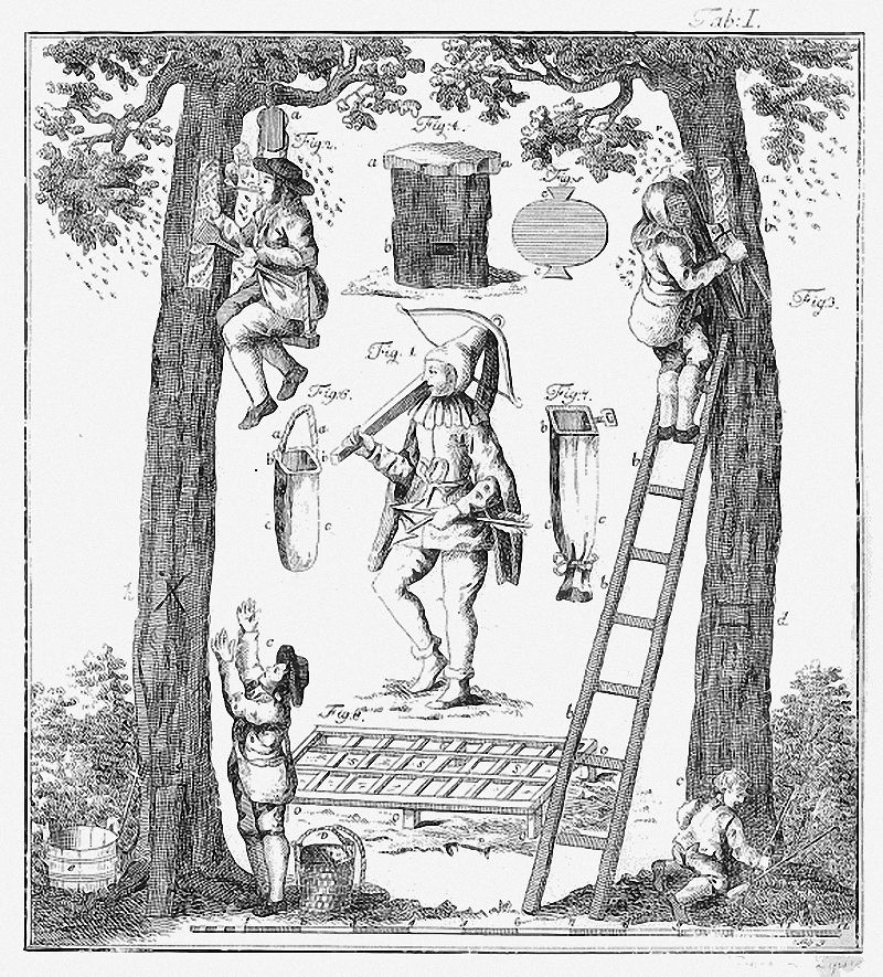Zeidlerei – Historische Darstellung der Waldimkerei aus Adam Gottlob Schirachs Wald-Bienenzucht von 1774 (Quelle: de.wikipedia.org) 
